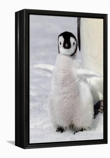 Antarctica, Snow Hill. Portrait of an emperor penguin chick flapping its wings.-Ellen Goff-Framed Premier Image Canvas