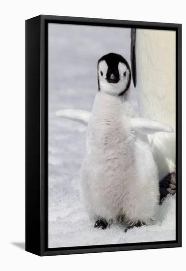 Antarctica, Snow Hill. Portrait of an emperor penguin chick flapping its wings.-Ellen Goff-Framed Premier Image Canvas