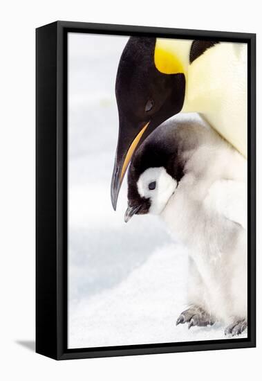 Antarctica, Snow Hill. Portrait of an emperor penguin chick standing next to its parent.-Ellen Goff-Framed Premier Image Canvas