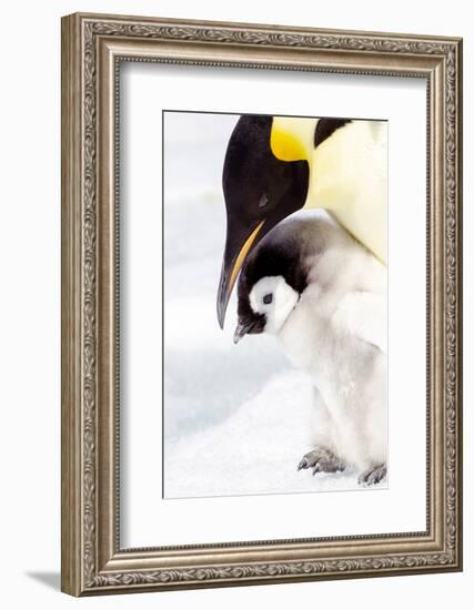 Antarctica, Snow Hill. Portrait of an emperor penguin chick standing next to its parent.-Ellen Goff-Framed Photographic Print