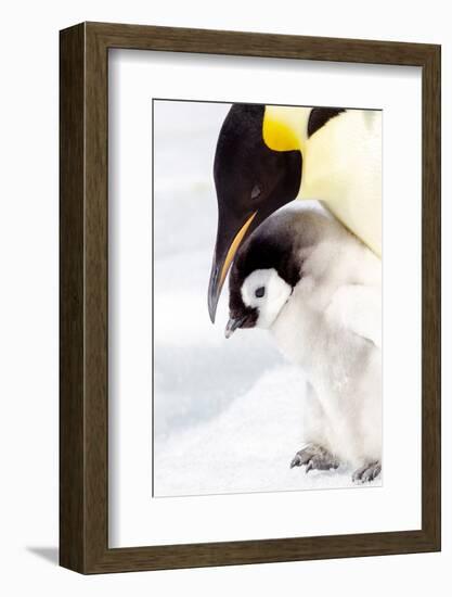 Antarctica, Snow Hill. Portrait of an emperor penguin chick standing next to its parent.-Ellen Goff-Framed Photographic Print