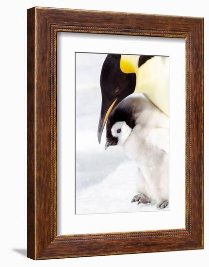 Antarctica, Snow Hill. Portrait of an emperor penguin chick standing next to its parent.-Ellen Goff-Framed Photographic Print