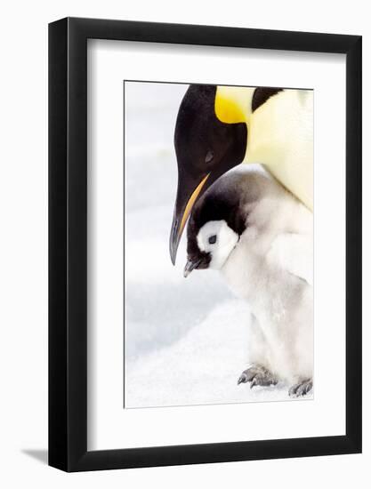Antarctica, Snow Hill. Portrait of an emperor penguin chick standing next to its parent.-Ellen Goff-Framed Photographic Print