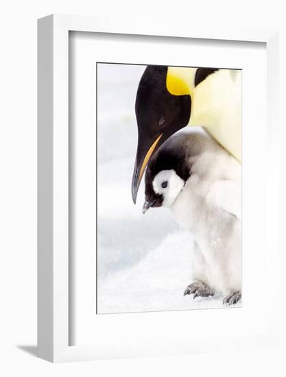 Antarctica, Snow Hill. Portrait of an emperor penguin chick standing next to its parent.-Ellen Goff-Framed Photographic Print