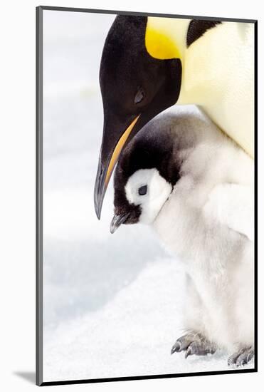 Antarctica, Snow Hill. Portrait of an emperor penguin chick standing next to its parent.-Ellen Goff-Mounted Photographic Print