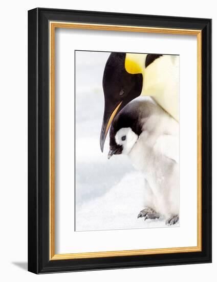 Antarctica, Snow Hill. Portrait of an emperor penguin chick standing next to its parent.-Ellen Goff-Framed Photographic Print