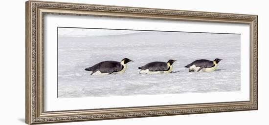 Antarctica, Snow Hill. Three emperor penguin adults return to the colony on their bellies-Ellen Goff-Framed Photographic Print