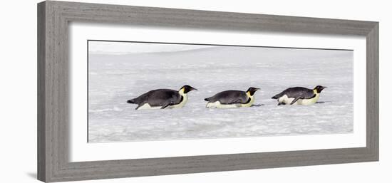 Antarctica, Snow Hill. Three emperor penguin adults return to the colony on their bellies-Ellen Goff-Framed Photographic Print