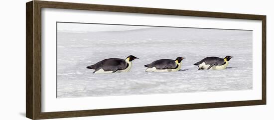 Antarctica, Snow Hill. Three emperor penguin adults return to the colony on their bellies-Ellen Goff-Framed Photographic Print