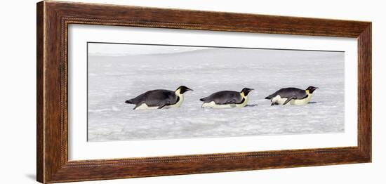 Antarctica, Snow Hill. Three emperor penguin adults return to the colony on their bellies-Ellen Goff-Framed Photographic Print