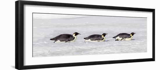 Antarctica, Snow Hill. Three emperor penguin adults return to the colony on their bellies-Ellen Goff-Framed Photographic Print