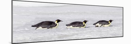 Antarctica, Snow Hill. Three emperor penguin adults return to the colony on their bellies-Ellen Goff-Mounted Photographic Print