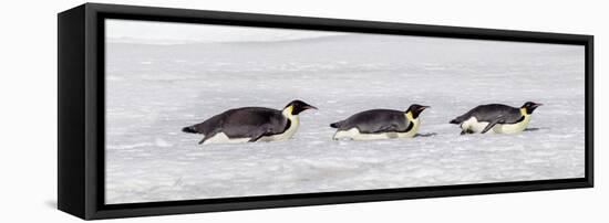 Antarctica, Snow Hill. Three emperor penguin adults return to the colony on their bellies-Ellen Goff-Framed Premier Image Canvas