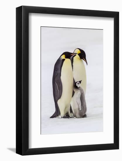 Antarctica, Snow Hill. Two adult emperor penguins stand by their chick.-Ellen Goff-Framed Photographic Print