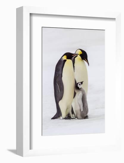 Antarctica, Snow Hill. Two adult emperor penguins stand by their chick.-Ellen Goff-Framed Photographic Print