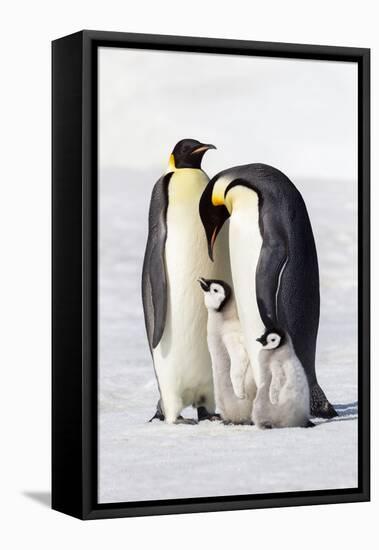 Antarctica, Snow Hill. Two adults stand next to their chick while a smaller chick stands nearby.-Ellen Goff-Framed Premier Image Canvas