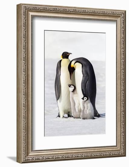 Antarctica, Snow Hill. Two adults stand next to their chick while a smaller chick stands nearby.-Ellen Goff-Framed Photographic Print