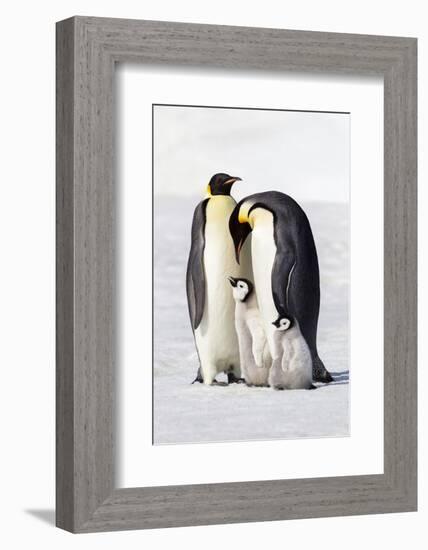 Antarctica, Snow Hill. Two adults stand next to their chick while a smaller chick stands nearby.-Ellen Goff-Framed Photographic Print