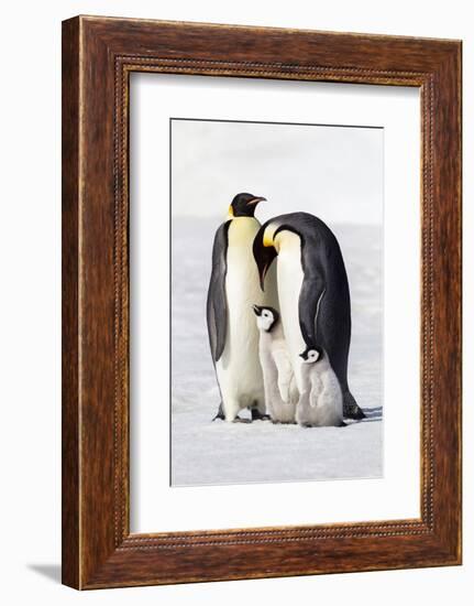 Antarctica, Snow Hill. Two adults stand next to their chick while a smaller chick stands nearby.-Ellen Goff-Framed Photographic Print