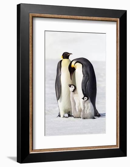 Antarctica, Snow Hill. Two adults stand next to their chick while a smaller chick stands nearby.-Ellen Goff-Framed Photographic Print