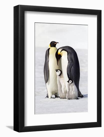 Antarctica, Snow Hill. Two adults stand next to their chick while a smaller chick stands nearby.-Ellen Goff-Framed Photographic Print