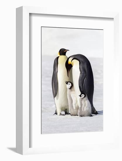 Antarctica, Snow Hill. Two adults stand next to their chick while a smaller chick stands nearby.-Ellen Goff-Framed Photographic Print