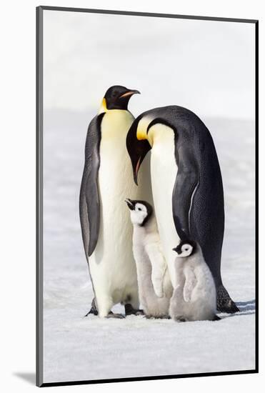 Antarctica, Snow Hill. Two adults stand next to their chick while a smaller chick stands nearby.-Ellen Goff-Mounted Photographic Print