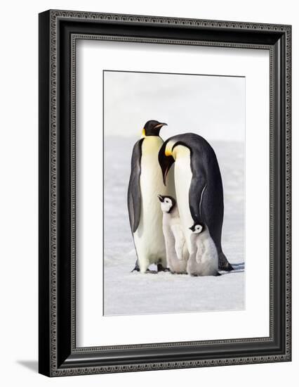 Antarctica, Snow Hill. Two adults stand next to their chick while a smaller chick stands nearby.-Ellen Goff-Framed Photographic Print
