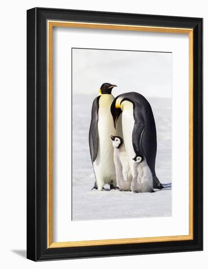 Antarctica, Snow Hill. Two adults stand next to their chick while a smaller chick stands nearby.-Ellen Goff-Framed Photographic Print