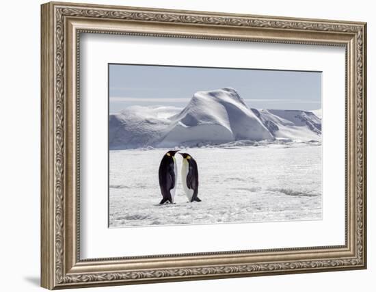 Antarctica, Snow Hill. Two emperor penguins stand together in the icy landscape.-Ellen Goff-Framed Photographic Print