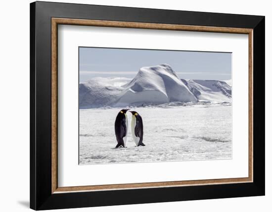 Antarctica, Snow Hill. Two emperor penguins stand together in the icy landscape.-Ellen Goff-Framed Photographic Print