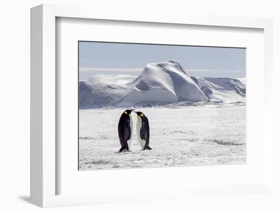 Antarctica, Snow Hill. Two emperor penguins stand together in the icy landscape.-Ellen Goff-Framed Photographic Print