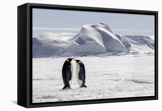 Antarctica, Snow Hill. Two emperor penguins stand together in the icy landscape.-Ellen Goff-Framed Premier Image Canvas
