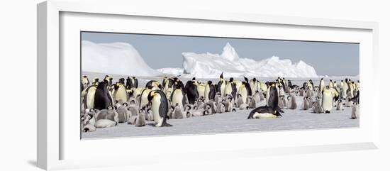 Antarctica, Snow Hill. View of the emperor penguin rookery against the icebergs-Ellen Goff-Framed Photographic Print