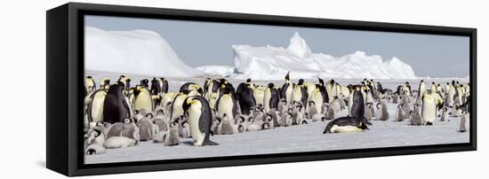 Antarctica, Snow Hill. View of the emperor penguin rookery against the icebergs-Ellen Goff-Framed Premier Image Canvas