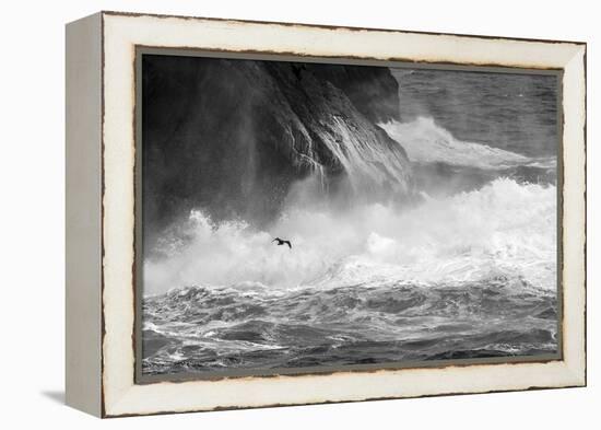 Antarctica, South Atlantic. Cormorant Flying over Frothing Sea-Bill Young-Framed Premier Image Canvas