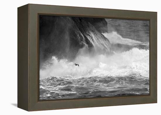 Antarctica, South Atlantic. Cormorant Flying over Frothing Sea-Bill Young-Framed Premier Image Canvas