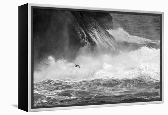 Antarctica, South Atlantic. Cormorant Flying over Frothing Sea-Bill Young-Framed Premier Image Canvas