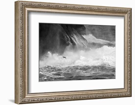 Antarctica, South Atlantic. Cormorant Flying over Frothing Sea-Bill Young-Framed Photographic Print