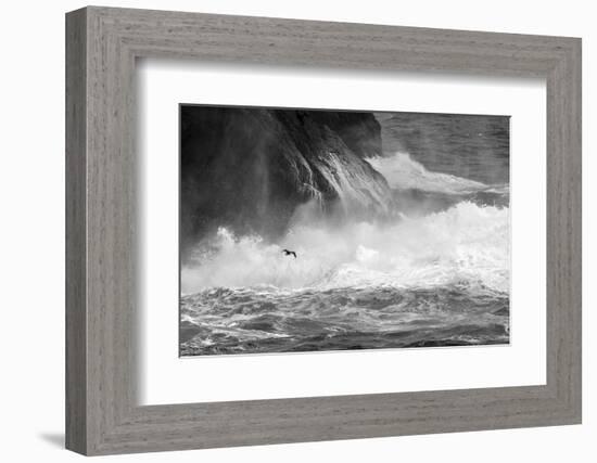 Antarctica, South Atlantic. Cormorant Flying over Frothing Sea-Bill Young-Framed Photographic Print