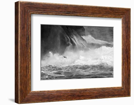 Antarctica, South Atlantic. Cormorant Flying over Frothing Sea-Bill Young-Framed Photographic Print