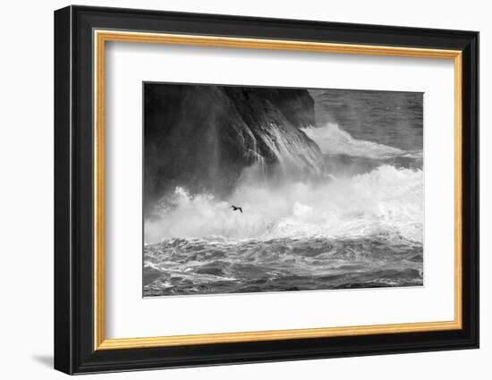 Antarctica, South Atlantic. Cormorant Flying over Frothing Sea-Bill Young-Framed Photographic Print