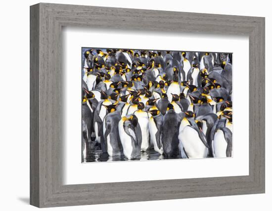 Antarctica, South Georgia Island, Salisbury Plain, King Penguins-Hollice Looney-Framed Photographic Print