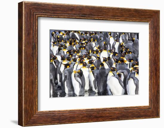 Antarctica, South Georgia Island, Salisbury Plain, King Penguins-Hollice Looney-Framed Photographic Print