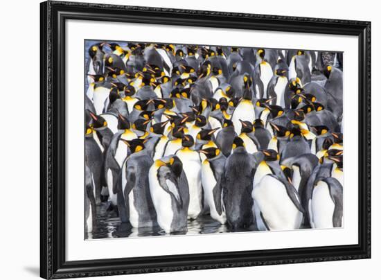 Antarctica, South Georgia Island, Salisbury Plain, King Penguins-Hollice Looney-Framed Premium Photographic Print