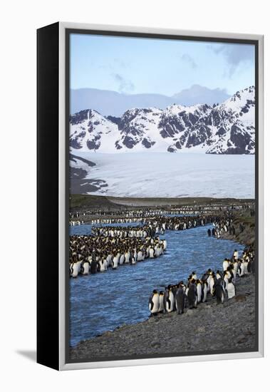 Antarctica, South Georgia Island. St. Andrew's Bay, King Penguins in mountain landscape.-Hollice Looney-Framed Premier Image Canvas