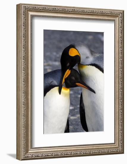 Antarctica, South Georgia Island. St. Andrew's Bay, pair of King Penguins-Hollice Looney-Framed Photographic Print