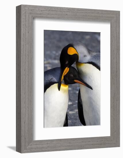 Antarctica, South Georgia Island. St. Andrew's Bay, pair of King Penguins-Hollice Looney-Framed Photographic Print