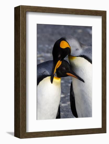 Antarctica, South Georgia Island. St. Andrew's Bay, pair of King Penguins-Hollice Looney-Framed Photographic Print