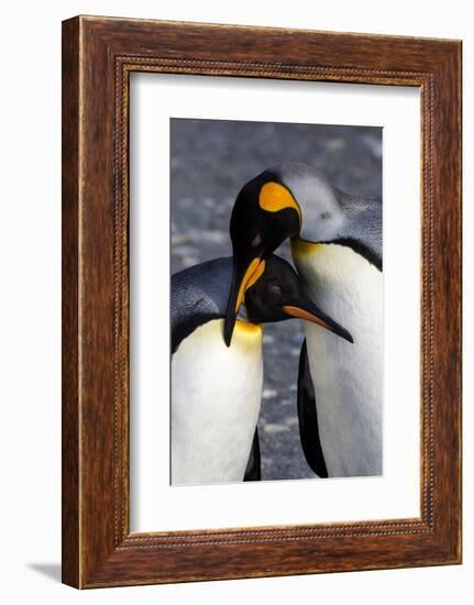 Antarctica, South Georgia Island. St. Andrew's Bay, pair of King Penguins-Hollice Looney-Framed Photographic Print